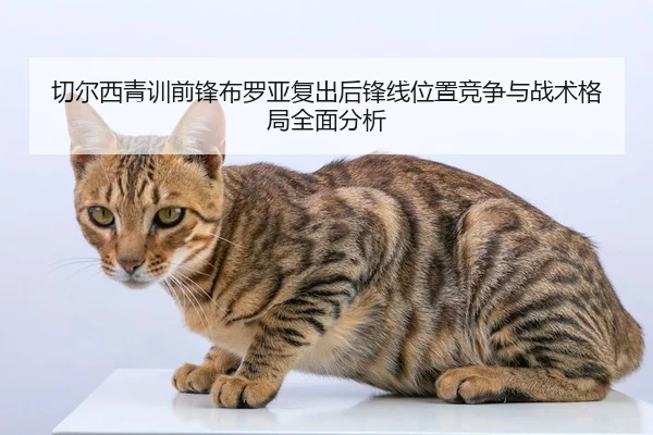 切尔西青训前锋布罗亚复出后锋线位置竞争与战术格局全面分析